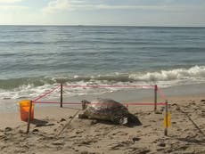 Hallan muerta a tortuga marina en playa de Florida, tenía un pinchazo en la cabeza
