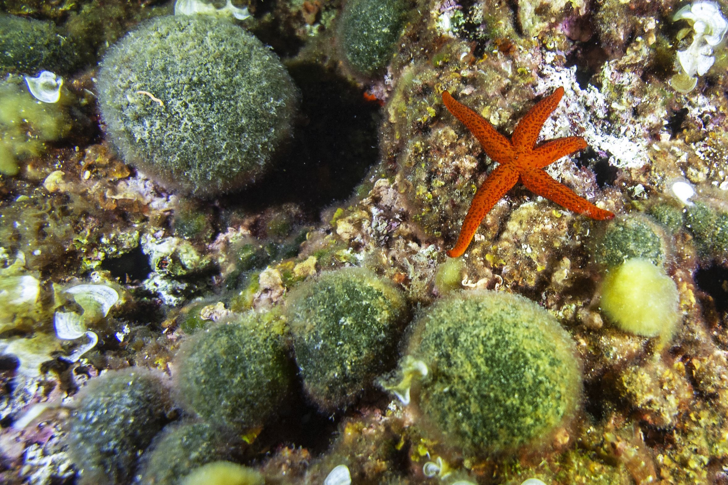Foto de archivo: Los científicos exploran las profundidades marinas