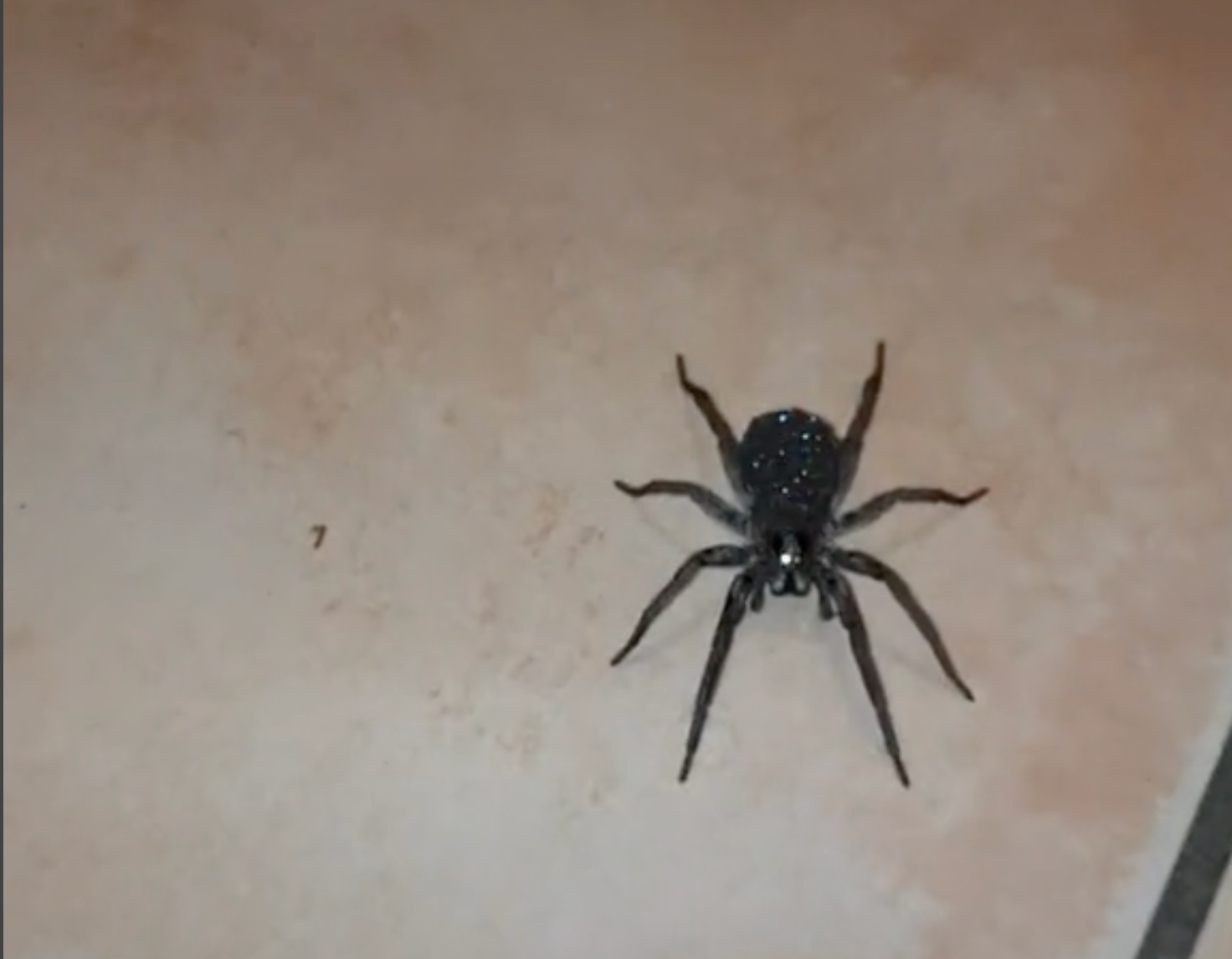 Hombre aterrorizado después de encontrar una araña ‘brillante’ que realmente tenía cientos de bebés naciendo