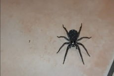 Hombre aterrorizado después de encontrar una araña ‘brillante’ que realmente tenía cientos de bebés naciendo