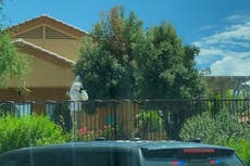 Muere hombre por una colmena de abejas de 45 kilos en Arizona