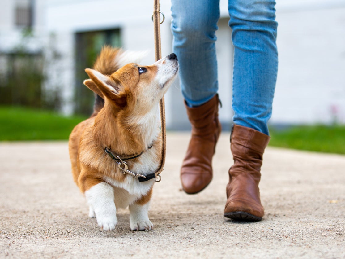 Hombre en California acusado de prender fuego a un corgi tras ser captado en video