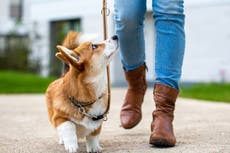 Hombre en California acusado de prender fuego a un corgi tras ser captado en video