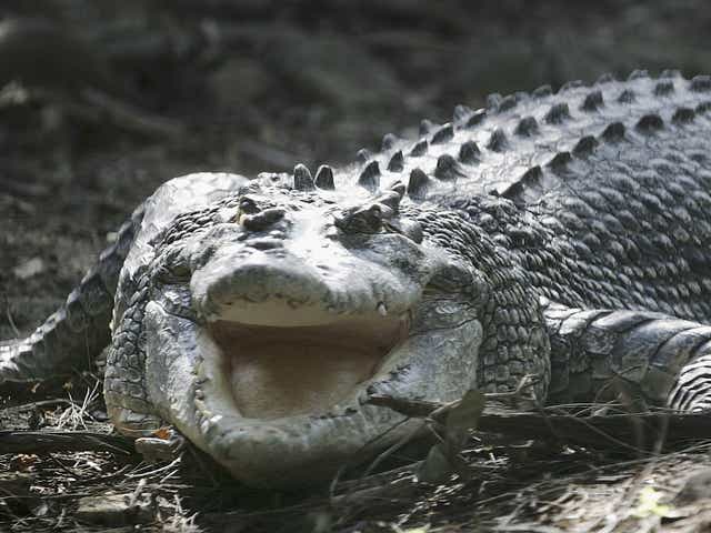 Una hembra de cocodrilo de agua salada de 35 años, el depredador más peligroso de Australia, se exhibe en el Zoológico Taronga de Sydney