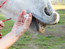 “No eres un caballo”: Respuesta de la FDA a quienes toman ivermectina para combatir el covid se vuelve viral