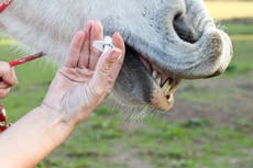 “No eres un caballo”: Respuesta de la FDA a quienes toman ivermectina para combatir el covid se vuelve viral