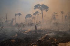 El mundo perdió un campo de futbol de bosque tropical cada 6 segundos en 2019