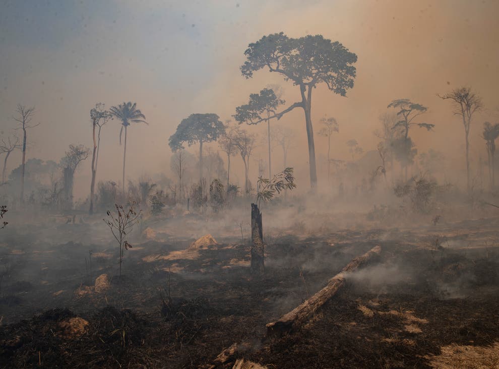Incendios forestales volverían a causar estragos en Brasil