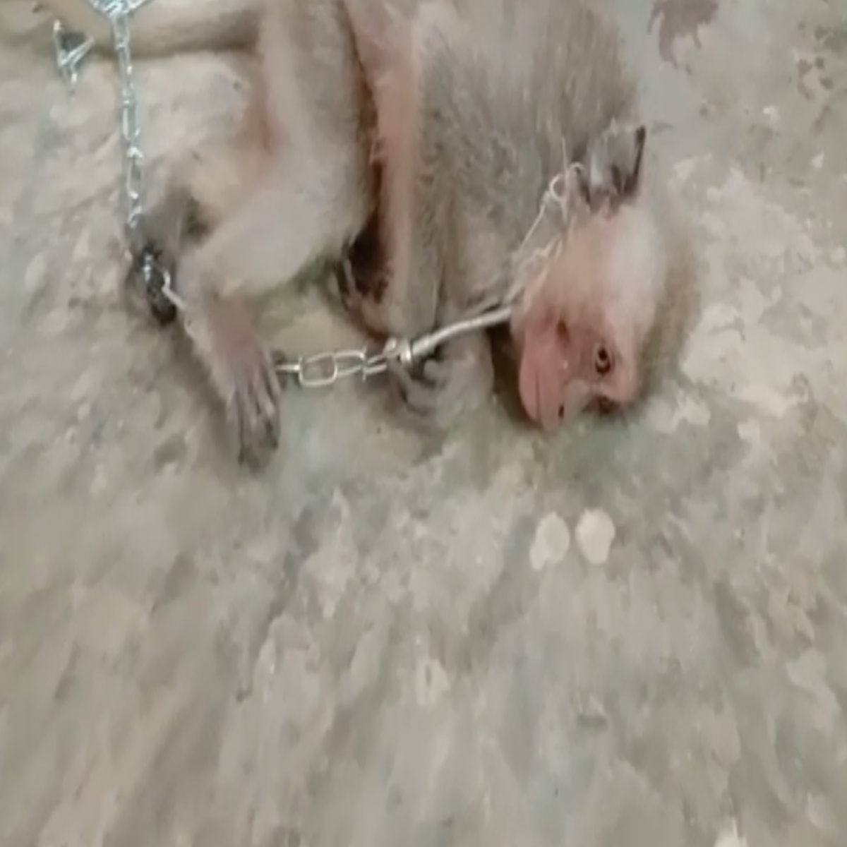 Mejora frente Distraer Descubren venta de videos de monos bebés torturados y asesinados para un  grupo de chat con sede en EE.UU. | Independent Español