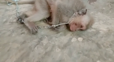 Descubren venta de videos de monos bebés torturados y asesinados para un grupo de chat con sede en EE.UU.