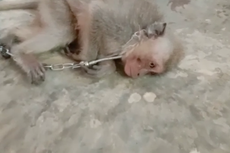 Descubren venta de videos de monos bebés torturados y asesinados para un grupo de chat con sede en EE.UU.