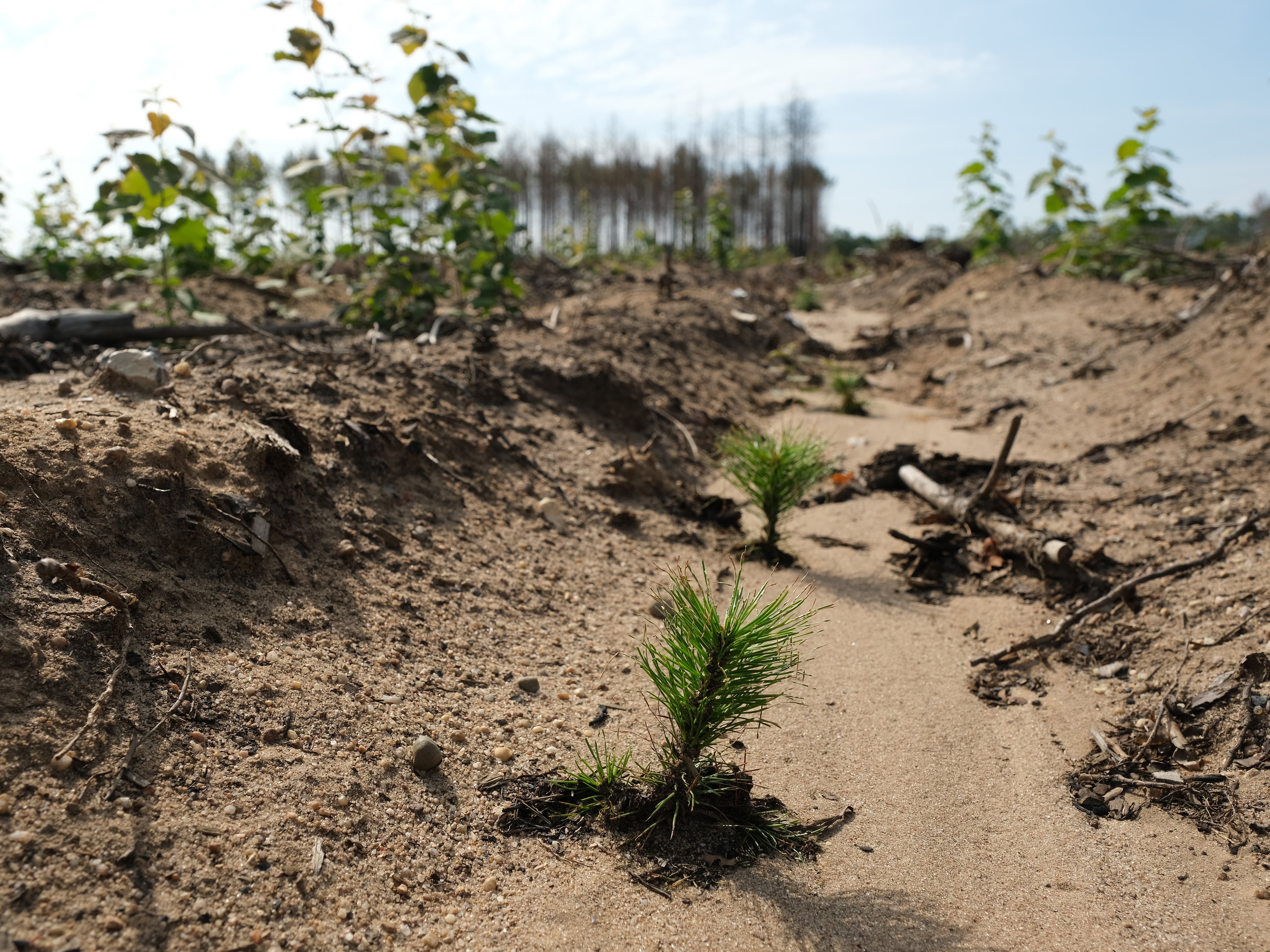 Plantar bosques podría enfriar la atmósfera de la Tierra más de lo que se pensaba, según estudio