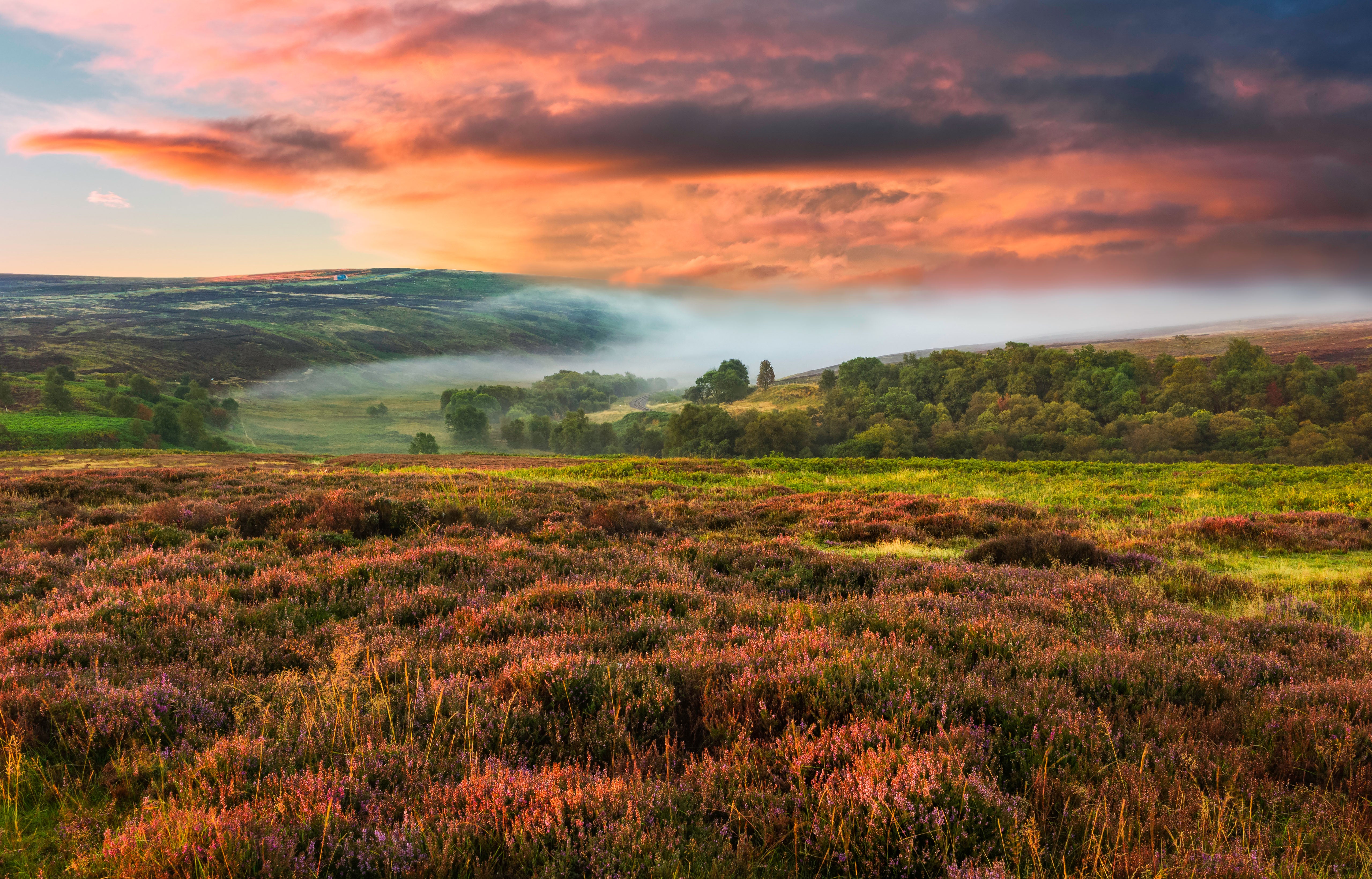 Amanecer neblinoso sobre los North York Moors con campos de brezos en flor cerca del pueblo de Goathland, Yorkshire, Reino Unido.