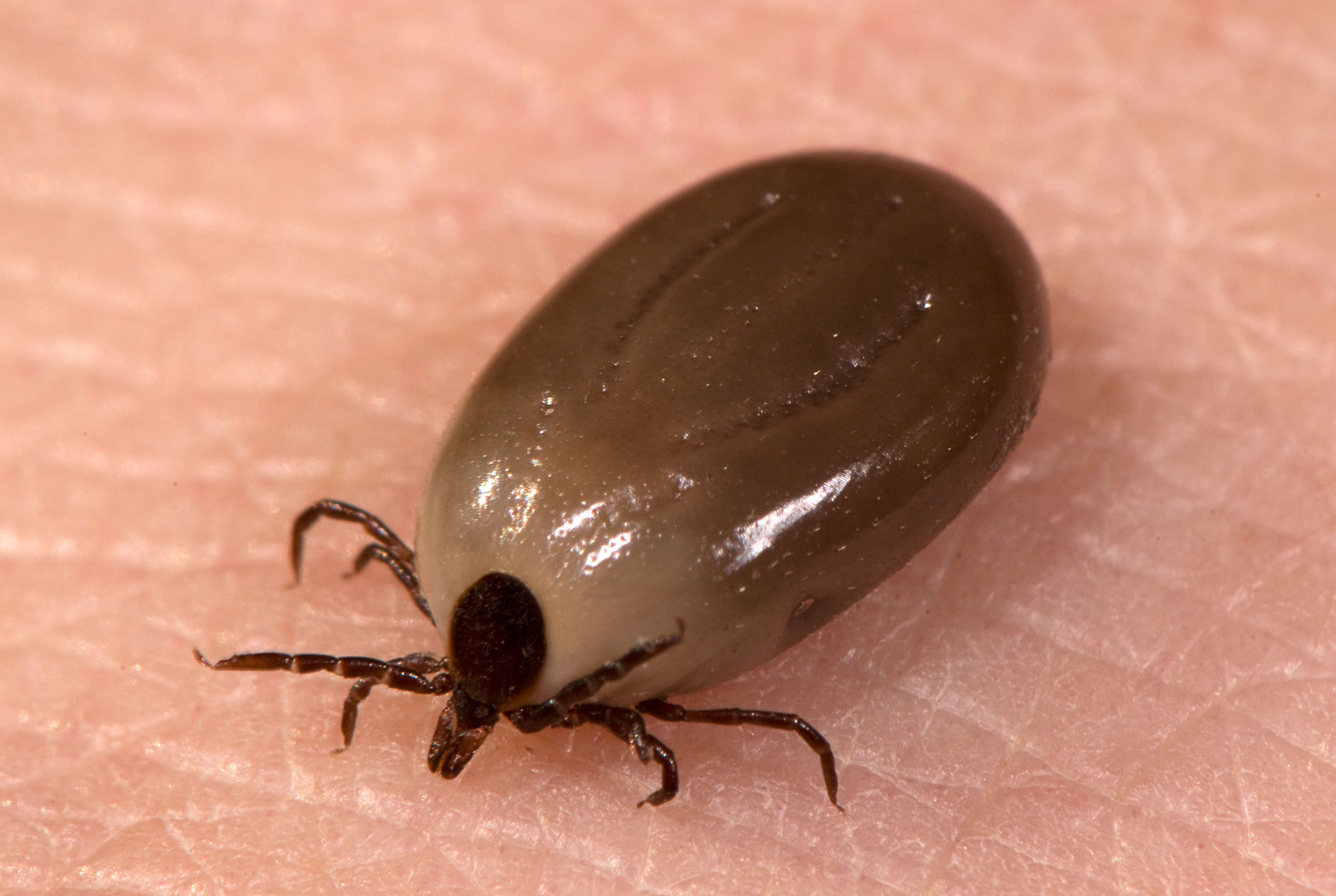 garrapata Ixodes , vector de la enfermedad de Lyme
