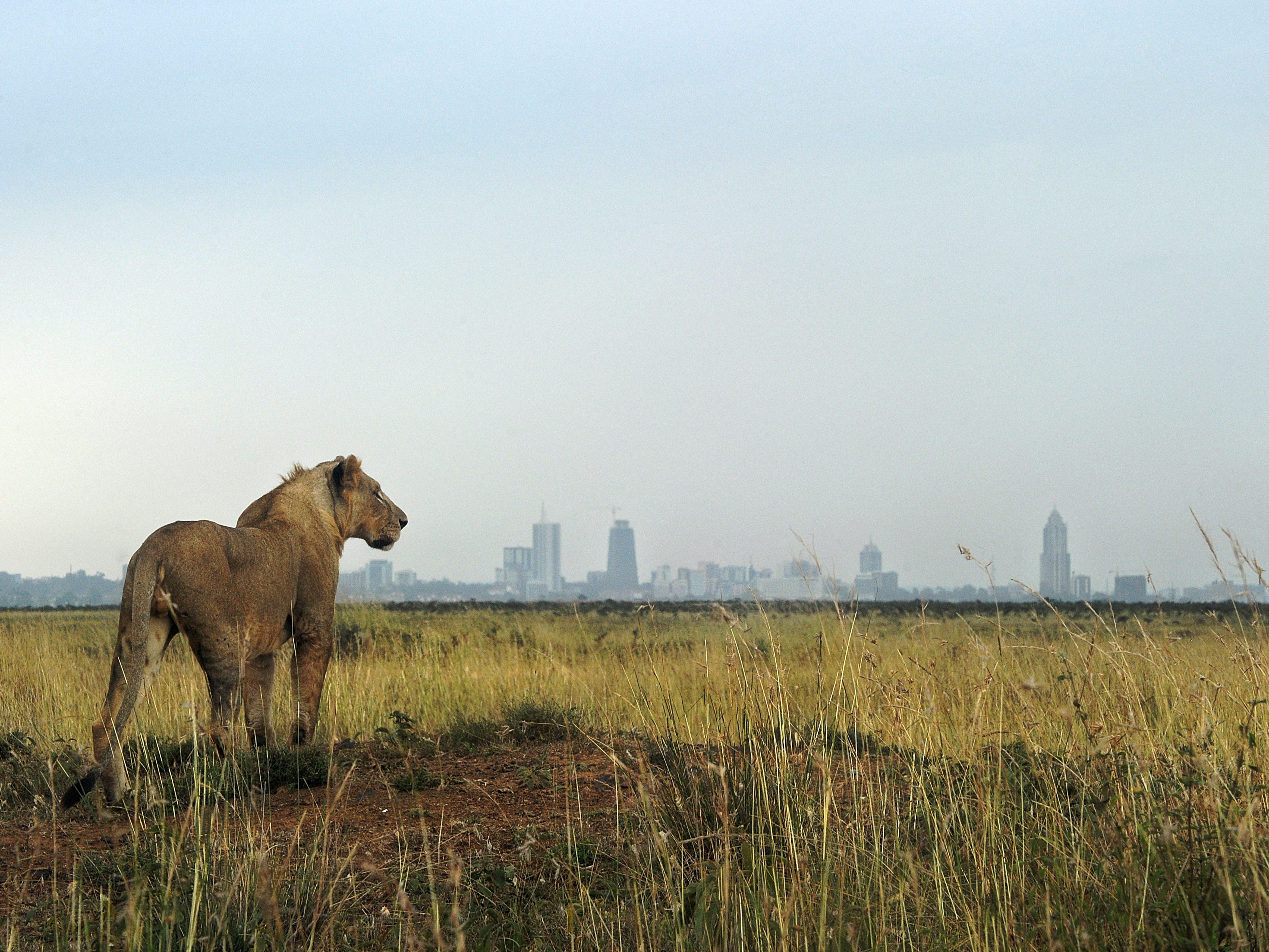 Cazador estadounidense mata a un león con arco y flecha en Zimbabue