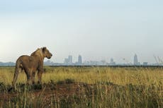 Cazador estadounidense mata a un león con arco y flecha en Zimbabue