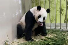 Nace el primer cachorro de panda gigante en Singapur