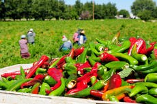 Estos son los requisitos para solicitar una visa americana H-2A