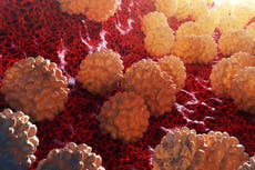 Nueva hipótesis indica que la clamidia podría aumentar riesgo de cáncer de ovario y embarazo ectópico