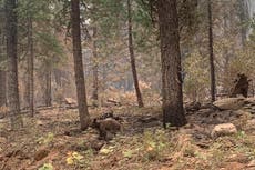 Osezno habría quedado huérfano por incendio en California