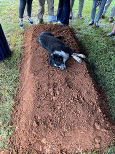 Perro se vuelve viral tras recostarse sobre tumba de su dueño asesinado en Tennessee