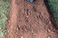 Perro se vuelve viral tras recostarse sobre tumba de su dueño asesinado en Tennessee