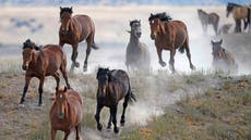 El dilema de los emblemáticos caballos salvajes de EEUU