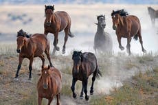 El dilema de los emblemáticos caballos salvajes de EEUU