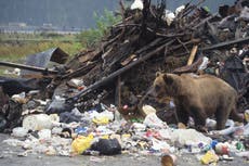 Huésped en California demanda empresa de hospedaje después de que oso lo asustara y este se lesionara al huir en Lake Tahoe