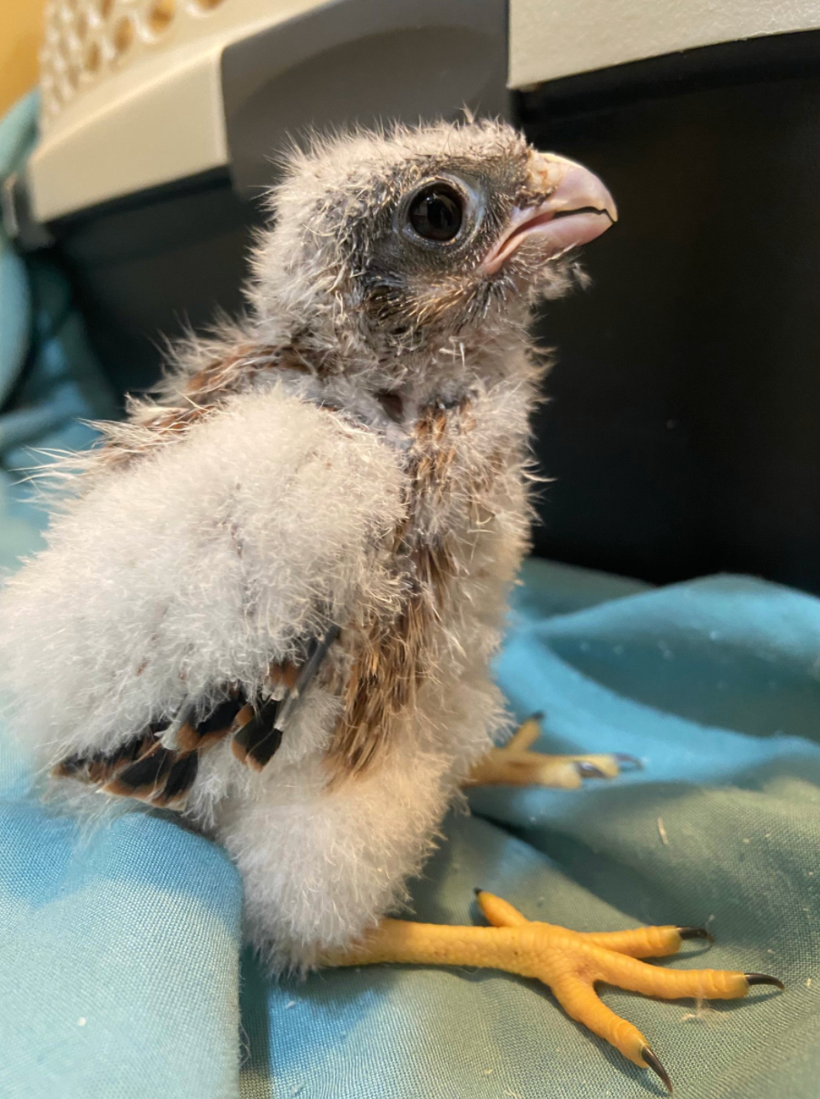 Crías de pájaros saltan de los nidos antes de saber volar debido a las olas de calor mortales