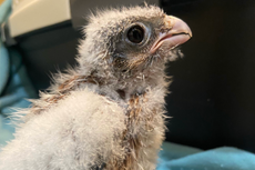 Crías de pájaros saltan de los nidos antes de saber volar debido a las olas de calor mortales