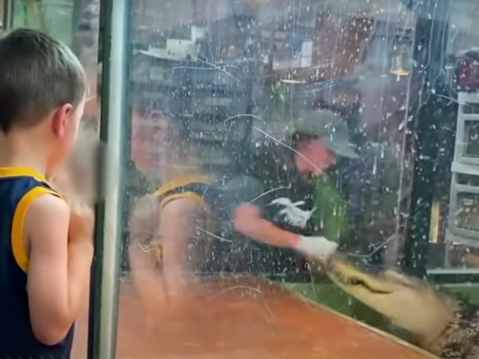 Cuidadora de zoológico “todavía ama” al caimán que casi le arranca la mano