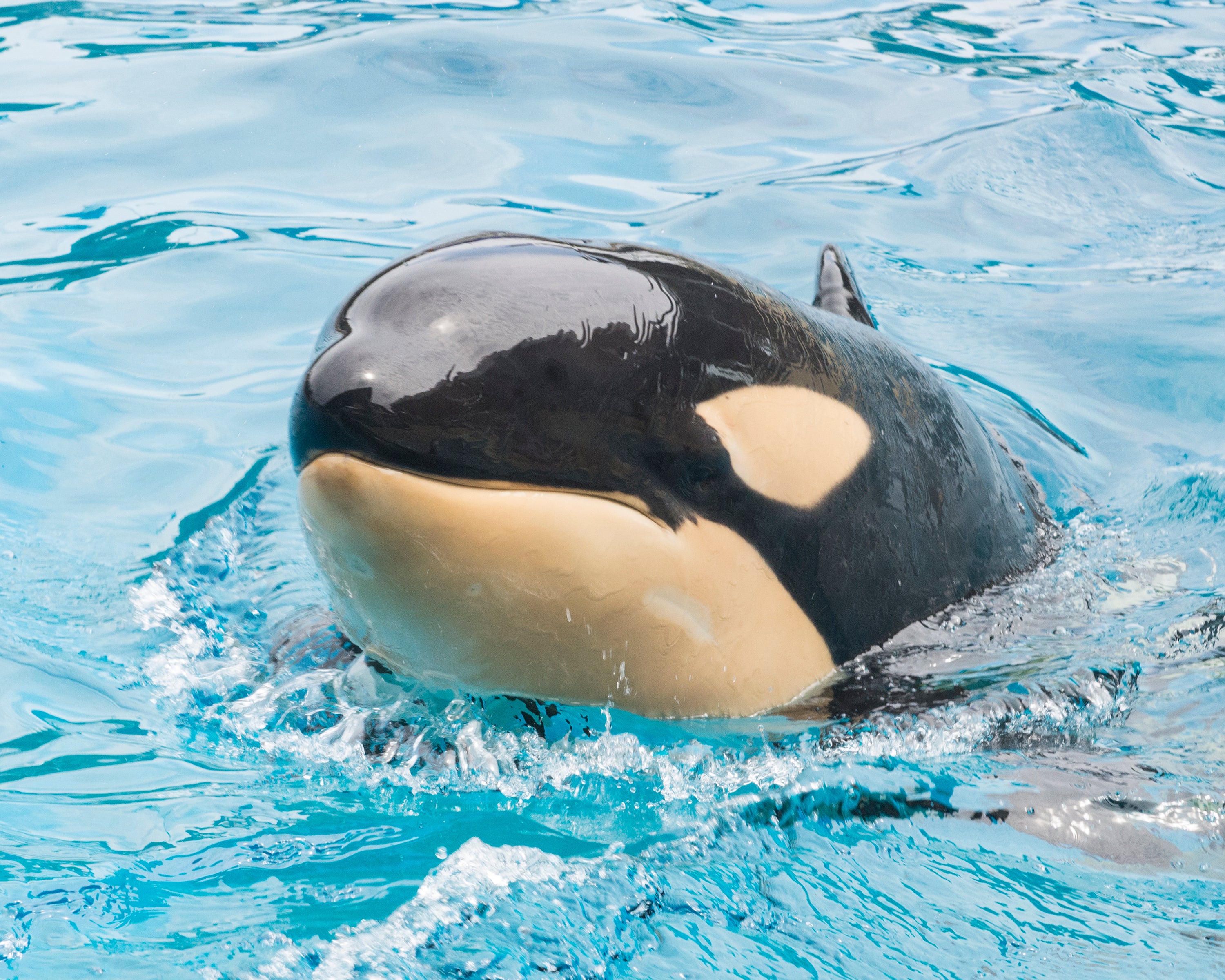 SEAWORLD ORCA MUERTA