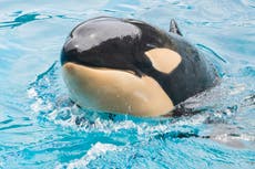 Muere inesperadamente orca en SeaWorld San Diego