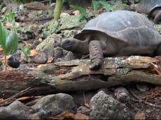 Video muestra a tortuga gigante cazando y devorando a un polluelo
