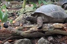 Video muestra a tortuga gigante cazando y devorando a un polluelo