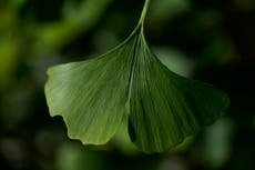 Hojas fósiles revelan clima en la era de los dinosaurios