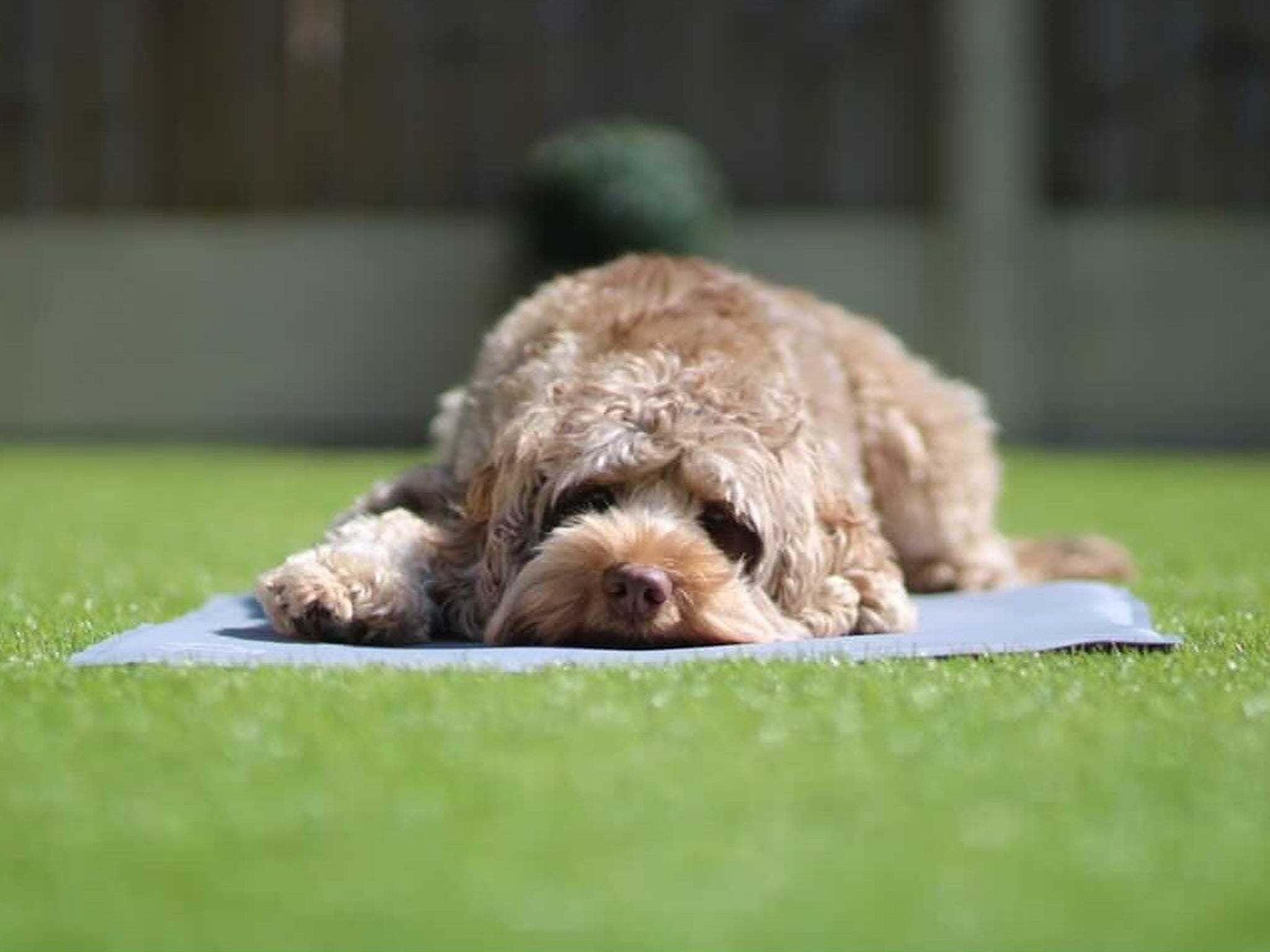 Perros pueden distinguir entre actos deliberados y accidentes, afirman investigadores