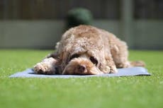 Perros pueden distinguir entre actos deliberados y accidentes, afirman investigadores