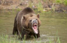 Excursionista sobrevive al ataque de un oso en Alaska