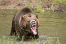 Excursionista sobrevive al ataque de un oso en Alaska