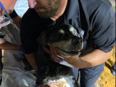 Bomberos trabajan 10 horas para rescatar a un perro sordo atrapado en una alcantarilla