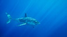 Ataque de tiburón deja a surfista de California con heridas críticas