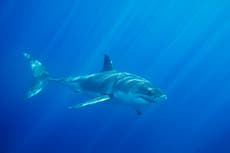 Ataque de tiburón deja a surfista de California con heridas críticas