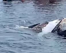 Tiburones filmados alimentándose de una ballena muerta frente a Cabo Cod