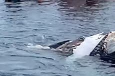 Tiburones filmados alimentándose de una ballena muerta frente a Cabo Cod