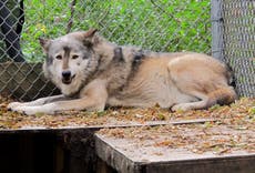 Defensores exigen detener caza de lobos en Wisconsin
