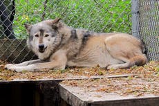 Defensores exigen detener caza de lobos en Wisconsin