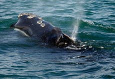 EEUU: Restringen pesca de langosta para proteger ballenas