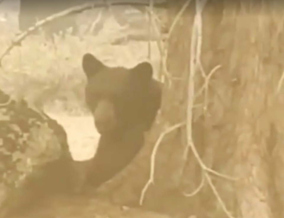 Oso negro es sacrificado después de huir del monstruoso incendio de Caldor en California